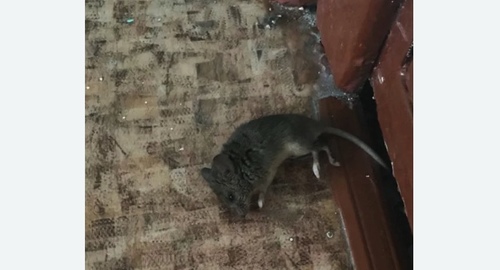 Дезинфекция от мышей в Южно-Сахалинске